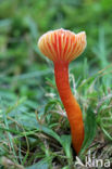 Vermilion Waxcap (Hygrocybe miniata)