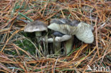 Glanzende ridderzwam (Tricholoma portentosum) 