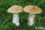 Gordijnzwam (Cortinarius spec)