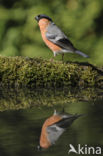 Eurasian Bullfinch (Pyrrhula pyrrhula)