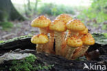 Goudvliesbundelzwam (Pholiota aurivella)