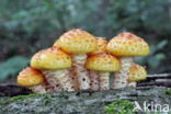 Goudvliesbundelzwam (Pholiota aurivella)