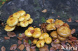 Goudvliesbundelzwam (Pholiota aurivella)