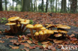 Goudvliesbundelzwam (Pholiota aurivella)