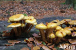 Goudvliesbundelzwam (Pholiota aurivella)