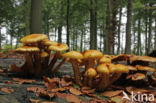 Goudvliesbundelzwam (Pholiota aurivella)