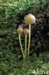 Mycena epipterygia var. lignicola