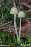 Graskleefsteelmycena (Mycena epipterygia)