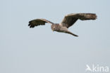 Montagu s Harrier (Circus pygargus)