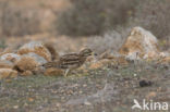 Eurasian Thick-knee (Burhinus oedicnemus)