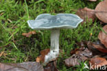 Groene anijstrechterzwam (Clitocybe odora)