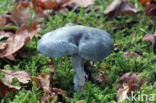 Groene anijstrechterzwam (Clitocybe odora)