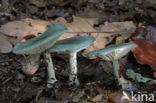 Groene anijstrechterzwam (Clitocybe odora)