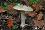Death Cap (Amanita phalloides)