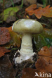 Death Cap (Amanita phalloides)