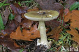 Death Cap (Amanita phalloides)