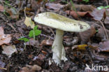 Death Cap (Amanita phalloides)