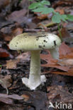 Death Cap (Amanita phalloides)