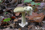 Death Cap (Amanita phalloides)