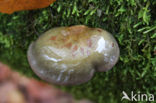 Groene schelpzwam (Panellus serotinus)