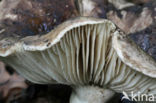 Grofplaatrussula (Russula nigricans)