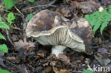 Grofplaatrussula (Russula nigricans)