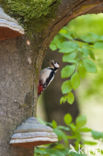 Great Spotted Woodpecker (Dendrocopos major)