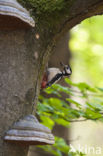 Great Spotted Woodpecker (Dendrocopos major)