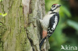 Great Spotted Woodpecker (Dendrocopos major)