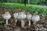 Grote parasolzwam (Macrolepiota procera)