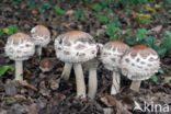 Grote parasolzwam (Macrolepiota procera)