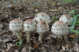 Grote parasolzwam (Macrolepiota procera)