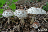 Grote parasolzwam (Macrolepiota procera)