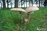 Grote parasolzwam (Macrolepiota procera)