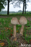 Grote parasolzwam (Macrolepiota procera)