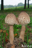 Grote parasolzwam (Macrolepiota procera)