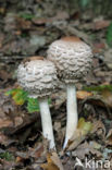 Grote parasolzwam (Macrolepiota procera)