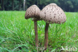 Grote parasolzwam (Macrolepiota procera)