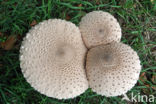 Grote parasolzwam (Macrolepiota procera)