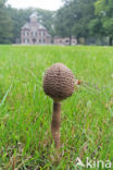 Grote parasolzwam (Macrolepiota procera)