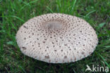 Grote parasolzwam (Macrolepiota procera)