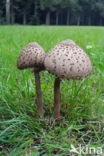 Grote parasolzwam (Macrolepiota procera)