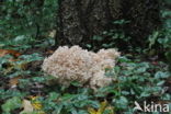 Wood Cauliflower (Sparassis crispa)