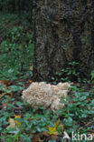 Wood Cauliflower (Sparassis crispa)