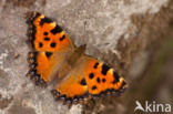 Large Tortoiseshell (Nymphalis polychloros)