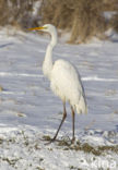 Great White Egret