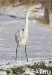 Great White Egret