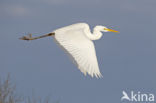 Grote zilverreiger (Casmerodius albus)