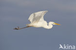 Great White Egret