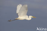 Great White Egret